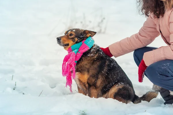 Woman Walking Dog Snowy Winter Dog Knitted Scarf — 스톡 사진