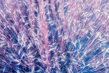 Gün batımında buğday tarlası. Kırsal doğa geçmişi. Yukarıdan görüntüle