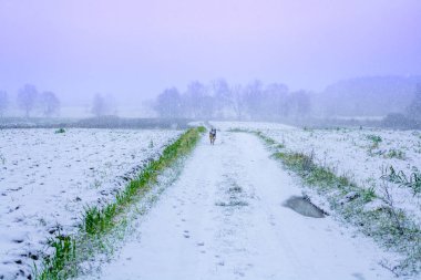 Kırsal bölgedeki ilk kar. Köpek bir kar fırtınasında tarlalar arasında yol boyunca koşar.