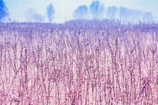 農村部の冬の風景 雪に覆われた乾いた草でフィールド 美しい冬の自然 — ストック写真