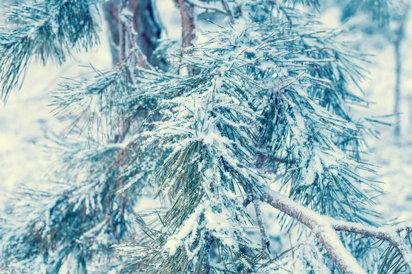 Tall Grenar Täckta Med Rimfrost Naturliga Vintern Bakgrund Vinter Natur — Stockfoto