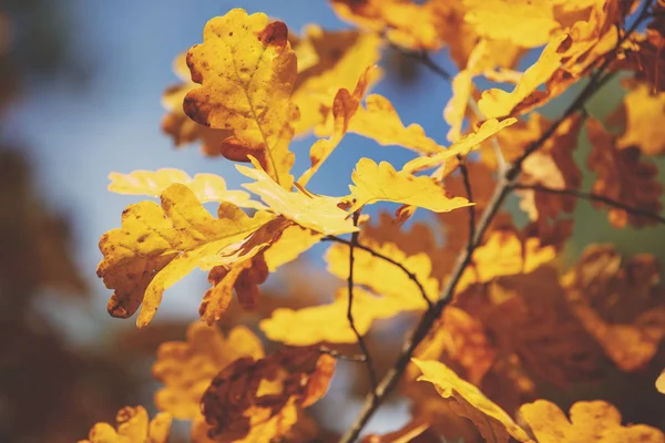 Ramo Quercia Con Foglie Arancio Nella Foresta Autunno Sfondo Della — Foto Stock