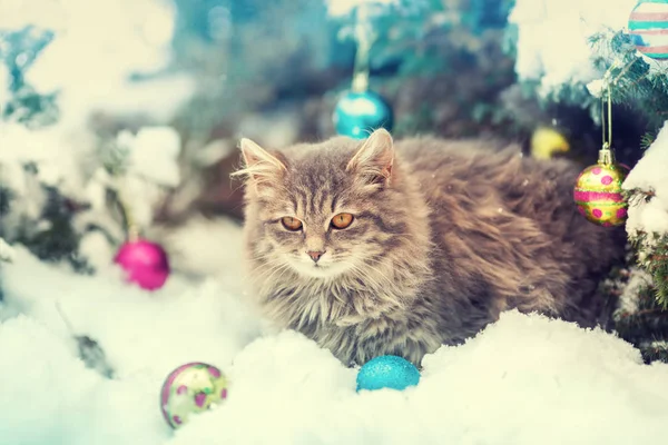 Siberische Kat Zit Buiten Sneeuw Bij Kerstboom — Stockfoto