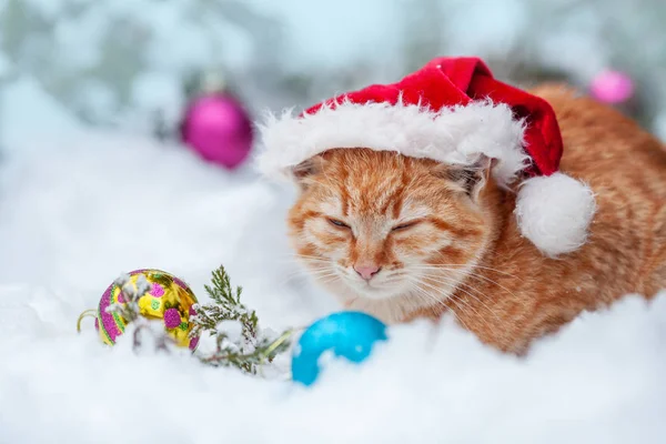 Rood Katje Gekleed Kerstman Hoed Buiten Liggend Sneeuw Buurt Van — Stockfoto