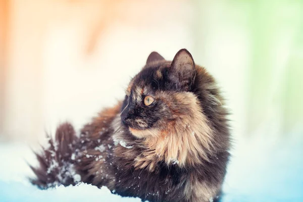 Retrato Gato Cabelo Comprido Tortie Neve Gato Livre Inverno Nevado — Fotografia de Stock