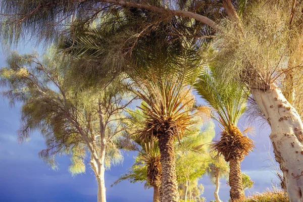 Trópusi Fák Ellen Trópusi Tájkép — Stock Fotó