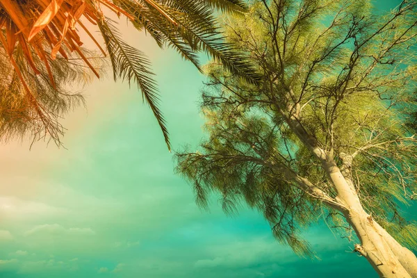 Tropiska Träd Mot Himlen Tropiskt Naturlandskap — Stockfoto