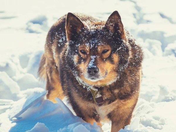 Собака Гуляет Глубокому Снегу Снежной Зиме Сугробе — стоковое фото