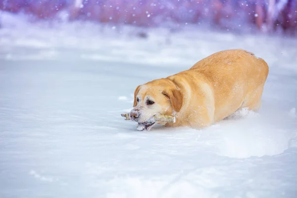 拉布拉多猎犬犬执行命令 那条狗冬天在雪地里散步 牙齿上叼着一根棍子 — 图库照片