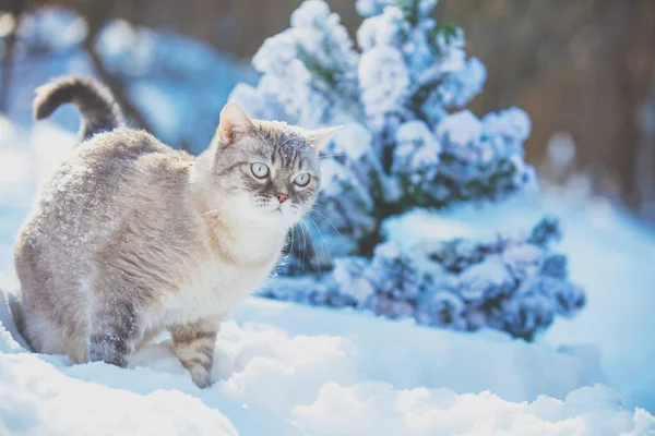 Katt Promenader Snön Nära Julgranen — Stockfoto