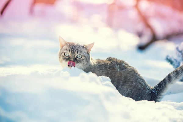 Gatto Seduto Nella Neve Profonda Inverno Cat Che Cammina All — Foto Stock