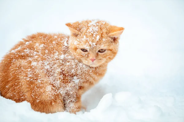 Lindo Gatito Jengibre Está Sentado Nieve Durante Una Tormenta Nieve — Foto de Stock