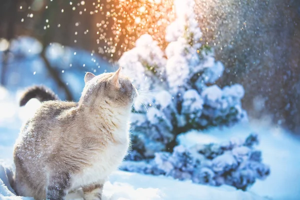 Gato Caminha Neve Perto Árvore Natal — Fotografia de Stock