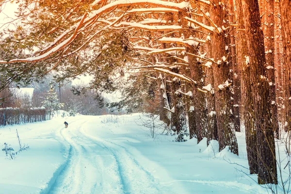 Снігова Покрита Дорога Вздовж Соснового Лісу Взимку Дерева Вкриті Снігом — стокове фото
