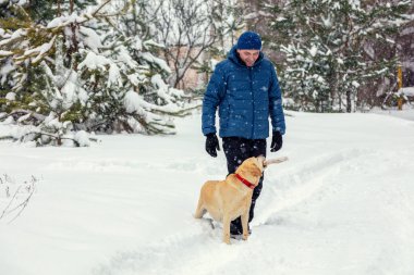 İnsanlar ve köpekler, kışın derin karda karlı bir ormanda yürürler. Köpek dişinde bir sopa taşıyor.