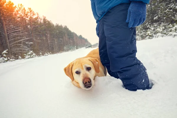 Uomo Con Cane Labrador Retriever Trova Nella Neve Profonda Una — Foto Stock