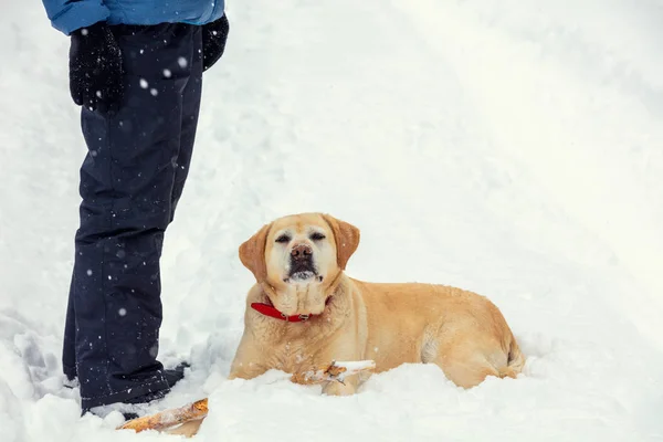 Зимой Собака Лежит Заснеженном Лесу Глубоком Снегу Ног Хозяина Собака — стоковое фото