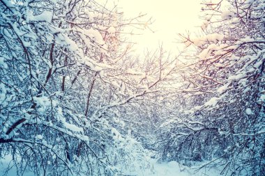 Karla kaplı meyve bahçesi. Güzel kış manzarası. Ağaçlar karla kaplıdır. Kar fırtınasından sonra orman. Doğal manzara.