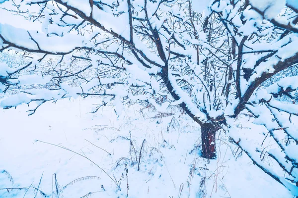 Verger Enneigé Beau Paysage Hivernal Les Arbres Sont Couverts Neige — Photo