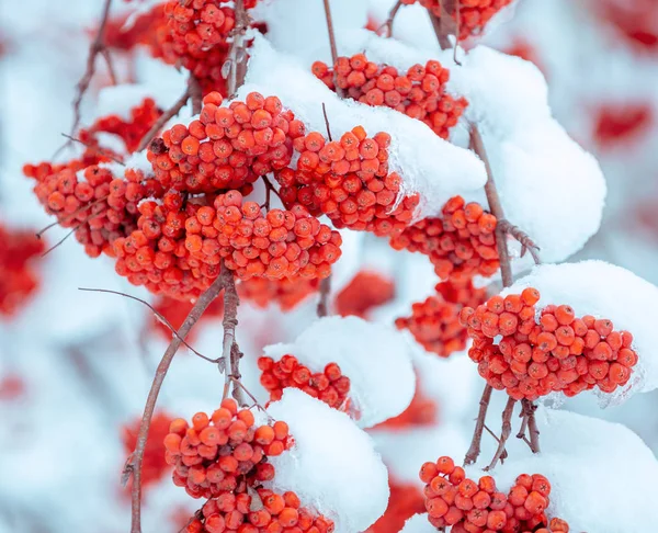 Ramas Con Racimos Serbal Cubiertos Rima Invierno Naturaleza Fondo — Foto de Stock