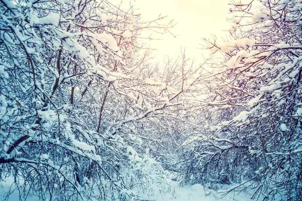 白雪覆盖的果园美丽的冬季风景 树被雪覆盖着 暴风雪过后的森林 自然景观 — 图库照片