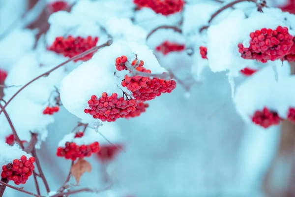 Ramas Con Racimos Serbal Cubiertos Rima Invierno Naturaleza Fondo — Foto de Stock