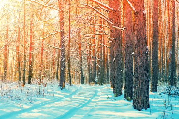 Güneşli Bir Günde Karlı Bir Orman Çam Ağaçları Karla Kaplı — Stok fotoğraf