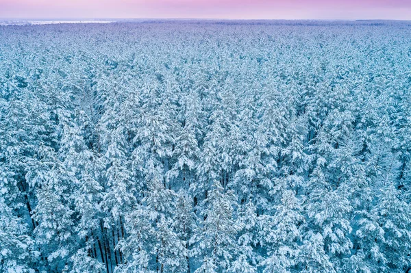 Tall Snöig Skog Vintern Träd Täckta Med Snö Flygfoto Naturbakgrund — Stockfoto