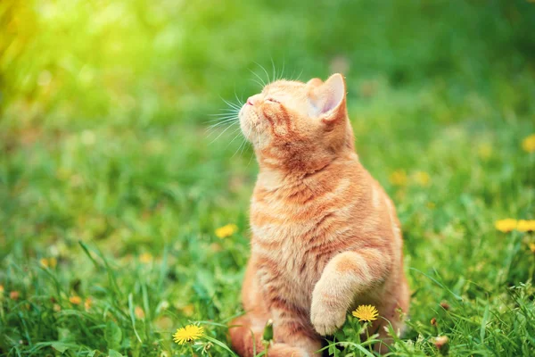 Gatinho Gengibre Andando Grama Com Dentes Leão Dia Ensolarado Verão — Fotografia de Stock