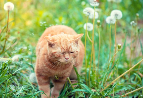 Gatinho Gengibre Andando Grama Com Dentes Leão Dia Ensolarado Verão — Fotografia de Stock