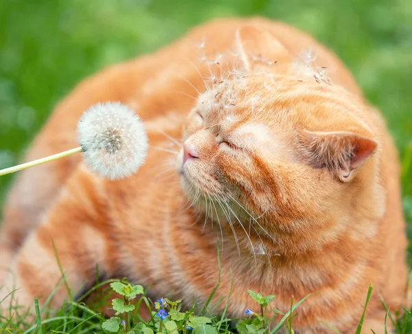 夏天阳光明媚的日子里 姜黄小猫和蒲公英在草地上散步 — 图库照片