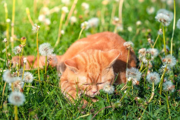 Рыжий Котёнок Гуляет Траве Одуванчиками Летний Солнечный День — стоковое фото