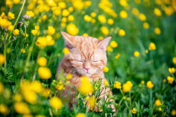 夏天阳光明媚的日子里 姜黄小猫和蒲公英在草地上散步 — 图库照片