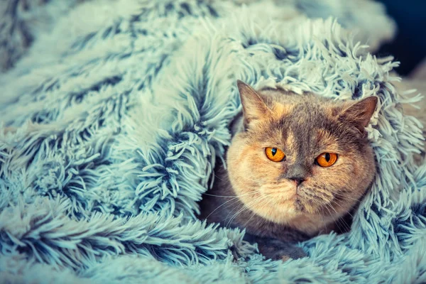 Χαριτωμένη Γάτα Κρυφοκοιτάζει Κάτω Από Την Απαλή Γούνα Μπλε Κουβέρτα — Φωτογραφία Αρχείου