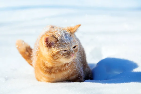 Rode Kat Wandelt Diepe Sneeuw Tijdens Een Sneeuwval Winter — Stockfoto