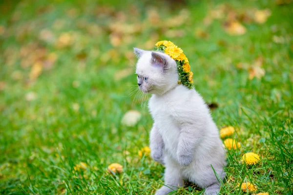 Portrait Funny White Little Kitten Garden Cat Crowned Floral Wreath — Stock Photo, Image