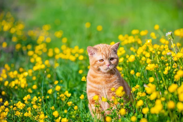 Gatinho Gengibre Andando Grama Com Dentes Leão Dia Ensolarado Verão — Fotografia de Stock