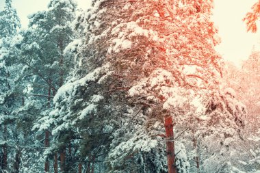 Karlı orman. Çam ağaçları karla kaplı. Doğa kış arka planı. Kış doğası. Noel arkaplanı