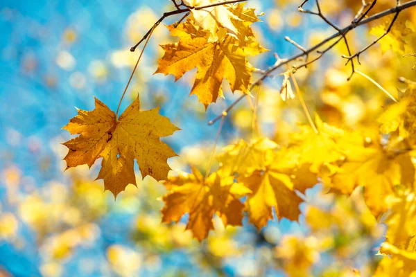 Maple Branch Yellow Blue Sky Background Nature Background — 스톡 사진