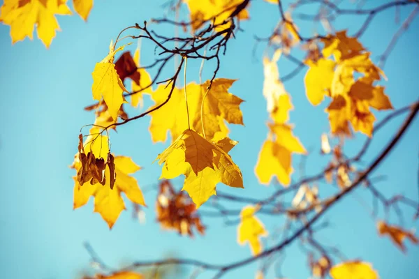 枫树分枝黄色 但在蓝天背景下 自然背景 — 图库照片