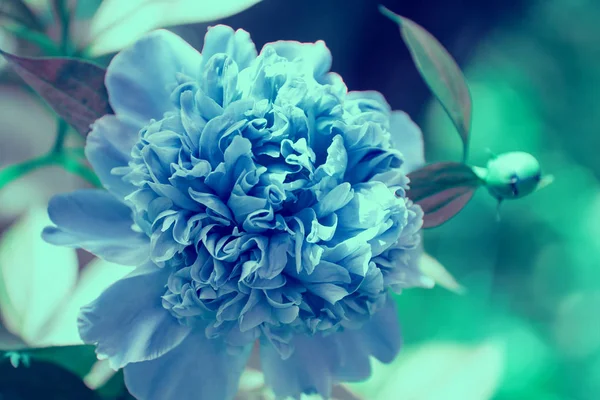 Blooming Blue Vintage Peony Flower Garden Flower Nature Background — Stok fotoğraf