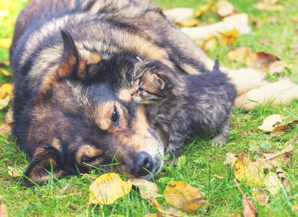 Küçük Bir Kediciği Olan Büyük Köpek Sonbaharda Çimlerin Üzerinde Yatan — Stok fotoğraf