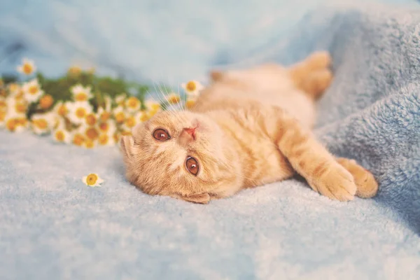 有趣的小苏格兰人折叠红猫躺在蓝色毛毯上 猫躺在菊花旁的背上 — 图库照片