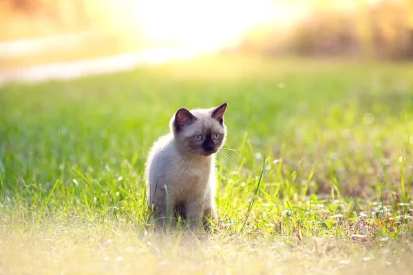 Little Siamese Kitten Sits Grass Summer Sunny Day — Stockfoto