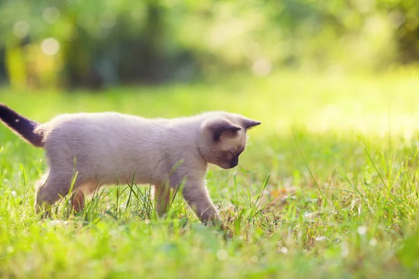 Kleines Siamesisches Kätzchen Spaziert Einem Sonnigen Tag Sommergarten Gras — Stockfoto