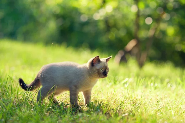 Pequeno Gatinho Siamês Caminha Grama Jardim Verão Dia Ensolarado — Fotografia de Stock