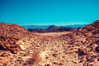 Rocky Dağı Çölü. Doğal manzara.