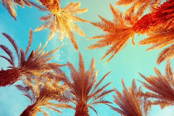 Пальмы Над Голубым Небом Тропический Природный Фон Вид Снизу Пальмы — стоковое фото
