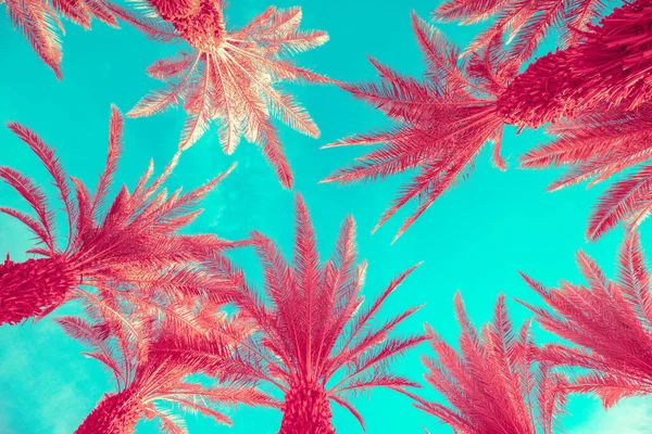青い空に対してヤシの木の上 熱帯性の背景 ヤシの木の下の景色 — ストック写真