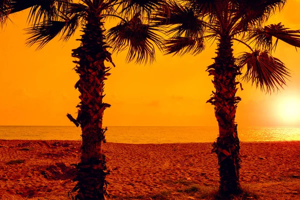 Silhouet Van Palmbomen Het Strand Bij Zonsondergang — Stockfoto